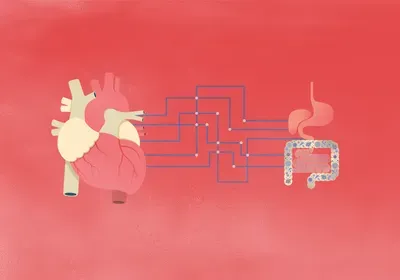 an illustration of connections between the gut and heart